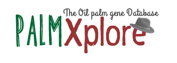 logo_palmXplore