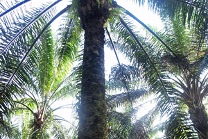 Elaeis_guineensis