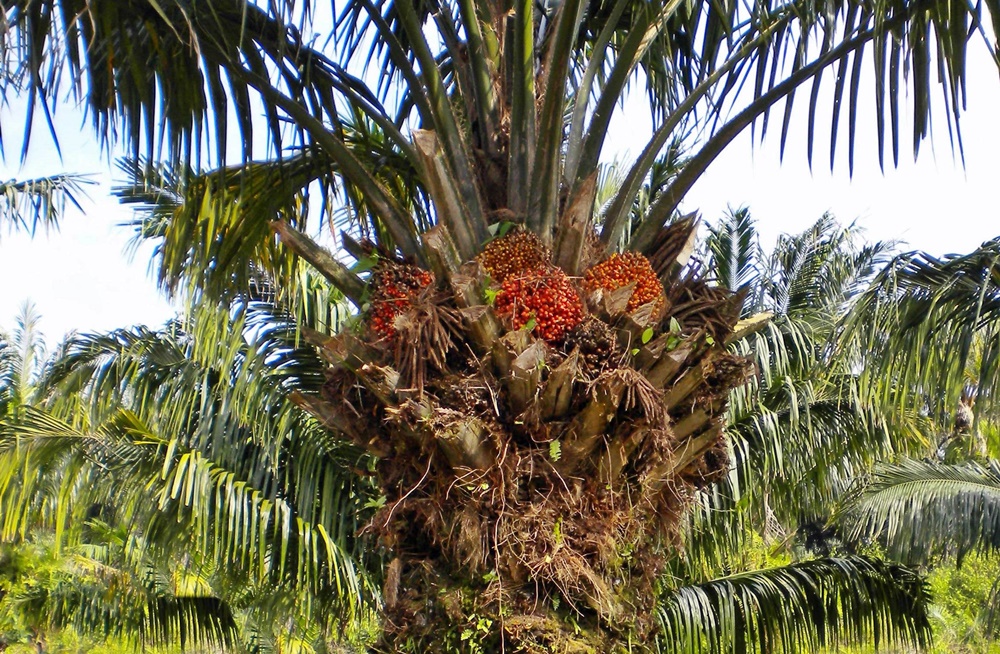 Elaeis_oleifera